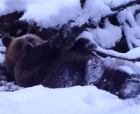 Niedźwiedzie nie śpią, tylko harcują! (VIDEO)