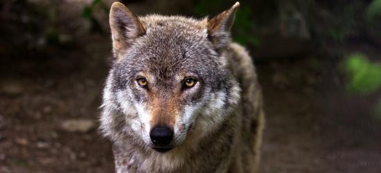 GMINA ZAGÓRZ / ŁUKOWE: Wilk pokiereszował psa. „Dzieci są przerażone, strach wyjść na podwórze”