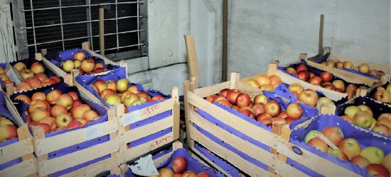 Nielegalnie przez granicę w transporcie jabłek (ZDJĘCIA)