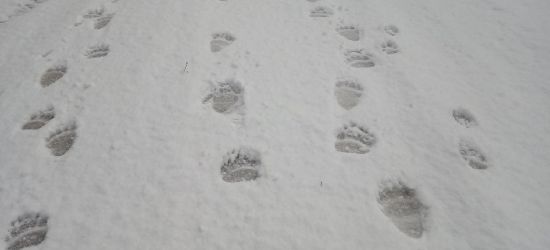 Poranny spacer bieszczadzką drogą (FOTO)