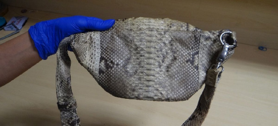 Nerka z węża na przejściu granicznym (FOTO)