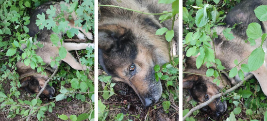 WYSOCZANY. Znaleziony pies w coraz lepszej formie! NOWE INFORMACJE