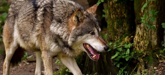 Wilki zaatakowały nad ranem. Głębokie rany u źrebaka (DRASTYCZNE ZDJĘCIA)