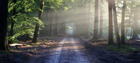 Leśne fotografie. Konkurs dla miłośników lasu!