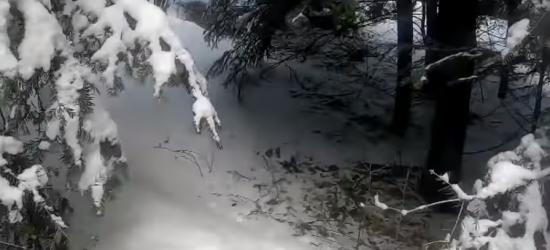 Kolejny film bieszczadzkiego tropiciela. „Trzyma w napięciu” (VIDEO)