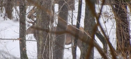 BIESZCZADY: Majestatyczny byk też czasem nabawi się kontuzji (VIDEO)