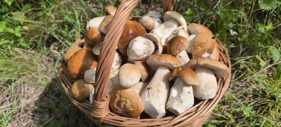 Wysyp grzybów w lasach. Nasi Czytelnicy chwalą się zbiorami (ZDJĘCIA)