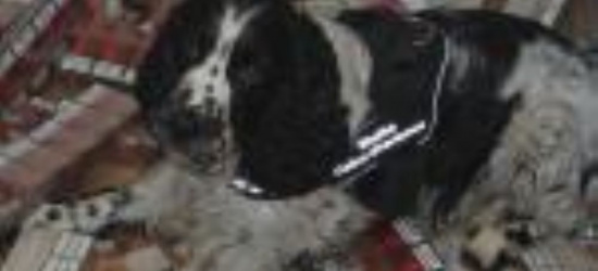 Bruce – Springer Spaniel angielski pomógł udaremnić przemyt papierosów! (FOTO)