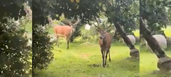 Niecodzienni goście w Ustrzykach Dolnych (VIDEO)