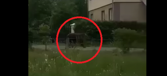 ZAGÓRZ: Niedźwiedź czaił się pod domem! (VIDEO)
