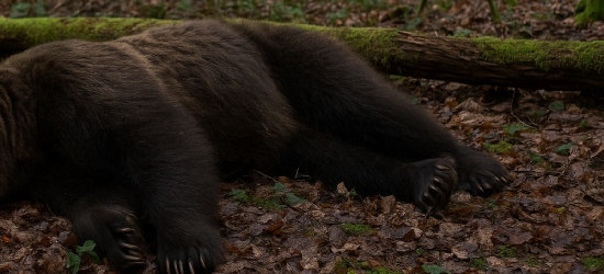 Tajemnicza śmierć niedźwiedzia w Bieszczadach. Prokuratura umorzyła śledztwo
