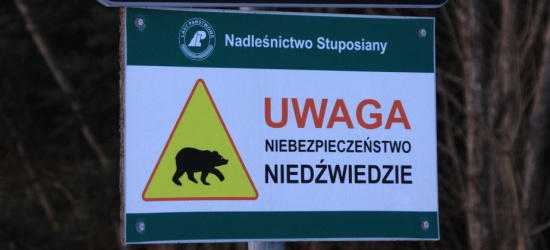 Leśnicy: Spotkanie z niedźwiedziem nie jest niczym nadzwyczajnym