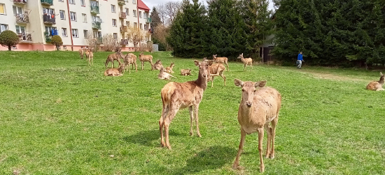 USTRZYKI DOLNE: Stado łań na osiedlu. Zwierzęta podchodzą niemal pod same bloki! (ZDJĘCIA)