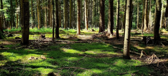 Uwaga na kleszcze! W tym roku atakują wcześniej niż zwykle