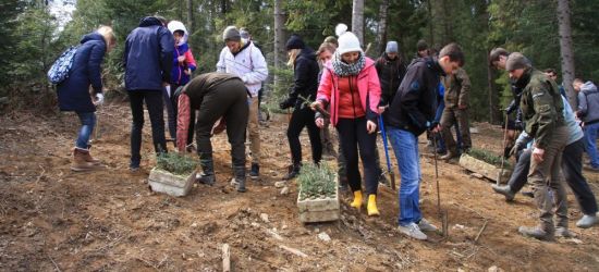 BIESZCZADY: Studenci sadzili las. „1000 drzew na minutę” (FOTO)