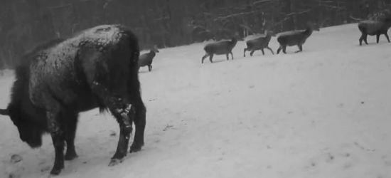 BIESZCZADY: Leśna hierarchia i porządek. Zobacz VIDEO!