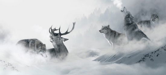 BIESZCZADY: Jelenie zagryzione przez watahę wilków (ZDJĘCIA)