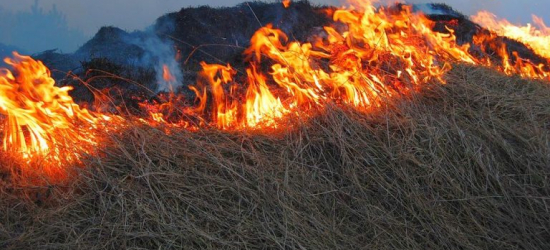 Wiosenne wypalanie traw wciąż problemem. Mandaty nawet do kilku tysięcy złotych