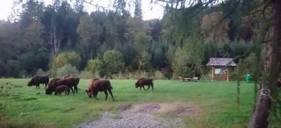 BIESZCZADY: Spotkać żubra na ścieżce przyrodniczo-edukacyjnej (VIDEO)