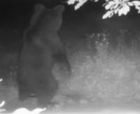 BIESZCZADY: Smakosz miodu przyłapany na gorącym uczynku (FILM)