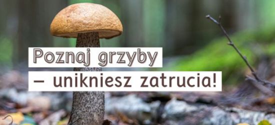 Poznaj grzyby – unikniesz zatrucia!