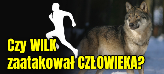 Czy wilk zaatakował człowieka? Mężczyzna odgonił zwierzę gałęzią