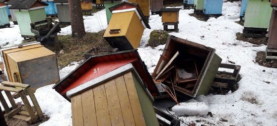 INTERWENCJA: Mało subtelny „miś” zdemolował pasiekę. Uwaga na niedźwiedzie! (FOTO)