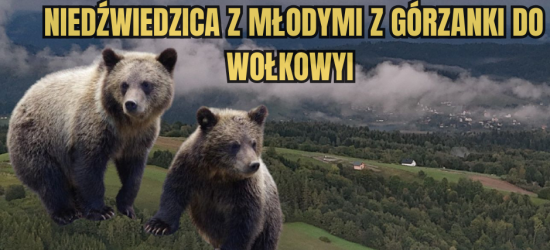 BIESZCZADY: Niedźwiedzica z młodymi widziana na drodze z Górzanki do Wołkowyi (VIDEO)