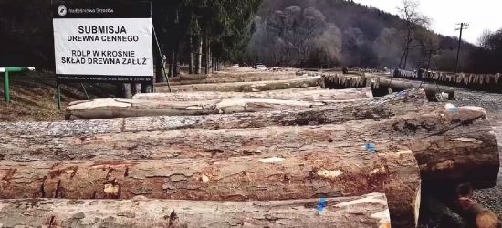 Nasze drewno cenią w całej Europie! (VIDEO)