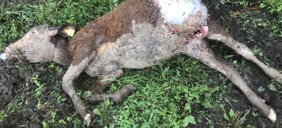 Wilki znowu atakują. Wataha pożarła jałówkę, miała chrapkę na syna gospodarzy (FOTO)
