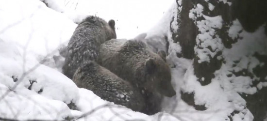 BIESZCZADY: Niedźwiedzie już w gawrach (VIDEO)