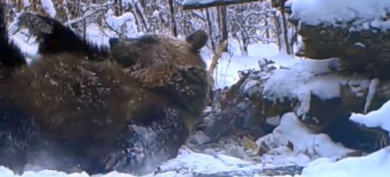 BIESZCZADY: Miśki zaszalały w Sylwestra? (VIDEO)