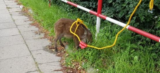REGION: Spacerujący dzik wstrzymał ruch na ul. Sanockiej (FOTO)