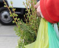 DZISIAJ: Na Placu Harcerskim będą rozdawane drzewka dla sanoczan