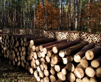 Jeden kradł, drugi sprzedawał drewno